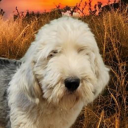 Sheepadoodles from Sheepadoodles of Iowa