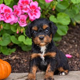 Aaron - Black and tan male Cavapoo puppy in Gap, Pennsylvania from Country View Puppies ( License 18816)