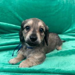 Fred - Cream male Dachshund puppy in Memphis, Tennessee from River City Doxies