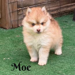 Moe - Red and white male Pomsky puppy in Eastman, Georgia from Once Upon A Pomsky
