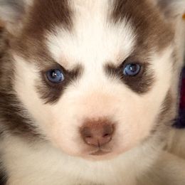 Rosie - Red and white female Siberian Husky puppy in Grant City, Missouri from Timberline Paws