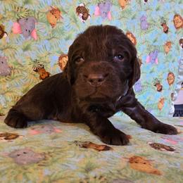 Purple - Liver female Boykin Spaniel puppy in Midland, Michigan from Ives Heritage Homestead