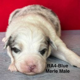 RA4 - Blue merle male Australian Shepherd puppy in Ada, Ohio from Windy Hill Aussies