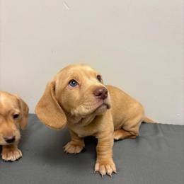 Green - Cream male Dachshund puppy in Huntsville, Alabama from Bryant’s Miniature Dachshunds