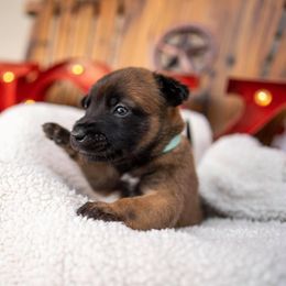 Belgian Malinois Puppies from Christina Potts Potts
