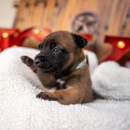 Belgian Malinois Puppies from Christina Potts Potts