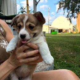 Penny-yellow - Sable female Pembroke Welsh Corgi puppy in New Richmond, Wisconsin from 10 Mile Creek Farms