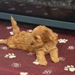 Cavapoo Puppies from AZ Cavapoos