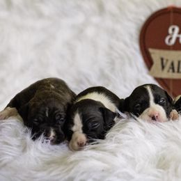 American Staffordshire Terrier Puppies from America's Best Amstaffs