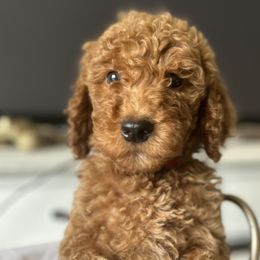 Goldendoodles from Newport Doodles