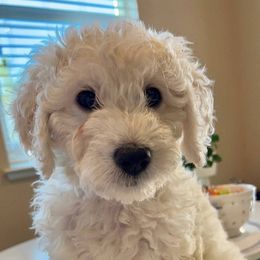 Goldendoodle Puppies from Pacific Goldendoodle, LLC