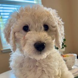 Goldendoodle Puppies from Pacific Goldendoodle, LLC