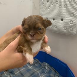 Boy 1 - Red male Shih Tzu puppy in Springfield, Missouri from Lopez Family Tails