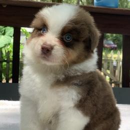 Miniature American Shepherds and Smooth Fox Terriers from Flawlessly Kennel