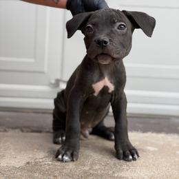 Potion - Black male Cane Corso puppy in Houston, Texas from Mortaio Cane Corso
