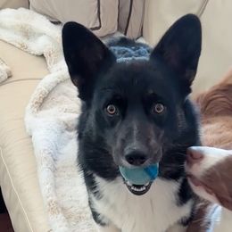 American Corgis and Cardigan Welsh Corgis from BeauCoup Corgis