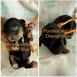 Cavapoo Puppies from Lovies Poodles and Doodles