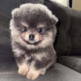 Marshall - Blue and tan male Pomeranian puppy in Okmulgee, Oklahoma from 918 Pomeranians