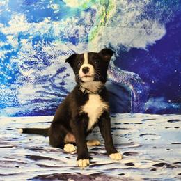 Ariel - Black and white female Border Collie puppy in Avilla, Indiana from Borderline Kennels