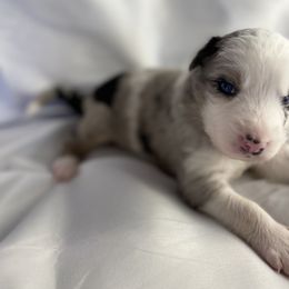 Winston - Blue merle Australian Shepherd puppy in Penrose, Colorado from Best Friend Aussies
