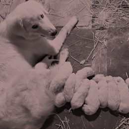 Yellow collar female - White female Maremma Sheepdog puppy in Swanton, Ohio from Old Orchard Maremmas