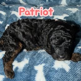 Patriot - Tri-color female Bernedoodle puppy in Beecher, Illinois from Erica’s Doodles