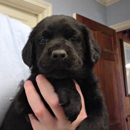 Purple Collar - Black female Labrador Retriever puppy in Andrews, South Carolina from Leyland Cypress Retrievers