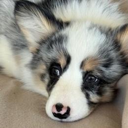 Hana - Pembroke Welsh Corgi
