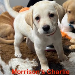 Charlie - Yellow male Labrador Retriever puppy in Tigard, Oregon from Morrison Labrador Retreivers