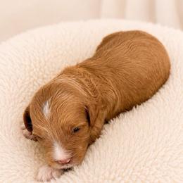 Gideon - Red male Cavapoo puppy in Ephrata, Washington from Mustard Seed Cava Co.