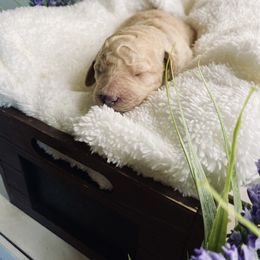 Bernedoodle and Labradoodle Puppies from Royal Doodles