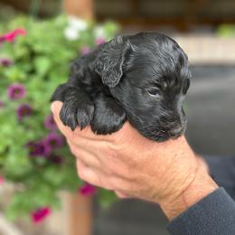 F1 Goldendoodle Lime green collar - Parti female Goldendoodle puppy in Rainier, Washington from Hanson’s NW Goldens & Doodles