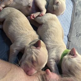 Golden Retriever Puppies from Tupelo Honey Farm's Golden Retrievers