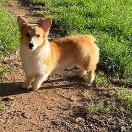 Chilly - Pembroke Welsh Corgi