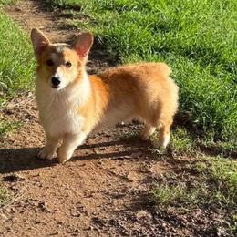 Chilly - Pembroke Welsh Corgi