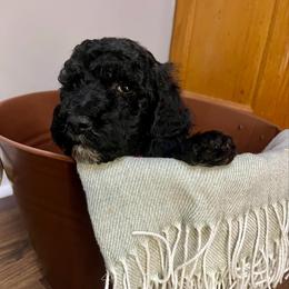 Jubilee - Black female Goldendoodle puppy in Macclenny, Florida from Davis's Doodles