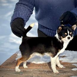 Nina - Chihuahua