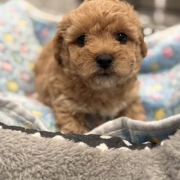Red AKC female - Red  female Poodle puppy in Quincy, Florida from Always Best Kennels, Inc
