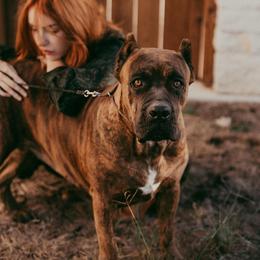 Stella - Cane Corso
