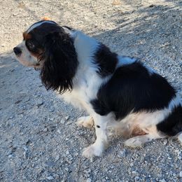 QUEENEE - Cavalier King Charles Spaniel