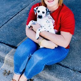 Dalmatian Puppies from Smart Dalmatians