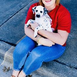 Dalmatian Puppies from Smart Dalmatians