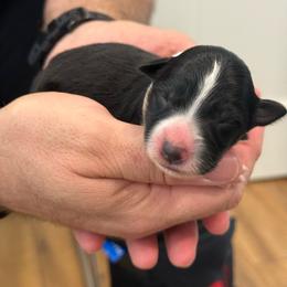 White - Black and white female Border Collie puppy in Palmetto Bay, Florida from Hill Valley Border Collies