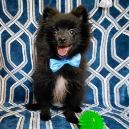 Bentley (Boy 1) - Black male Pomeranian puppy in Linwood, North Carolina from My Tiny Paws