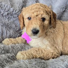 Apricot girl - Apricot female Poodle puppy in Bauxite, Arkansas from Mountain Ridge Poodles