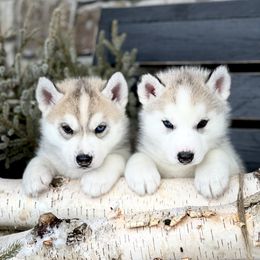 Siberian Husky Puppies from Antler Creek Siberians