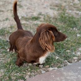 Coco - Dachshund