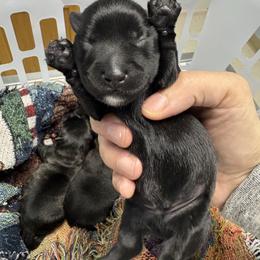 McTavish - Red brindle male Scottish Terrier puppy in Stanford, Kentucky from Bluegrass Scottish Terriers