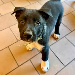 Star Wars - Black and white male Border Collie puppy in Oroville, California from Coalcyn Kennels