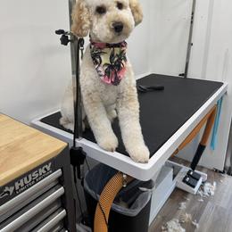 Bernedoodle, Cavapoo, Goldendoodle, Miniature Schnauzer, and Poodle Puppies from Alyssa Xxweetdoodles